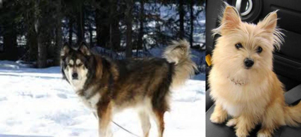 Yoranian vs Mackenzie River Husky - Breed Comparison