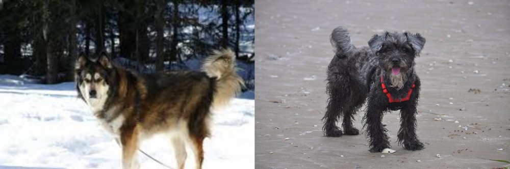 YorkiePoo vs Mackenzie River Husky - Breed Comparison