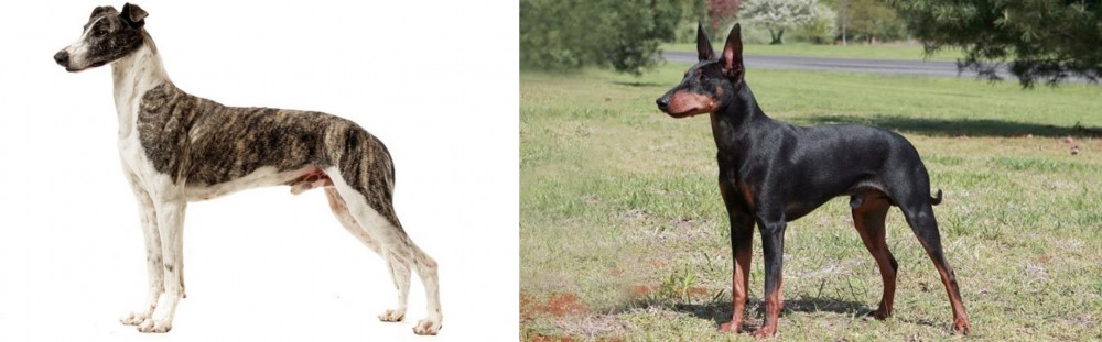 Manchester Terrier vs Magyar Agar - Breed Comparison