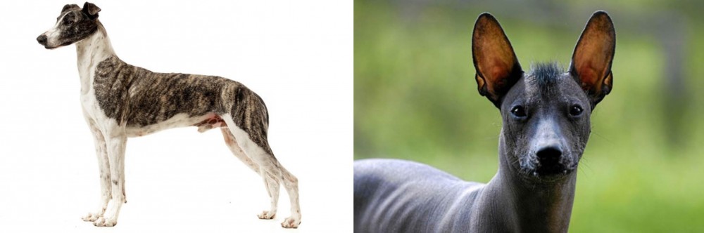 Mexican Hairless vs Magyar Agar - Breed Comparison