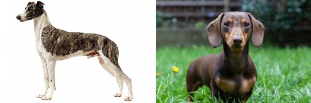 Miniature Dachshund vs Magyar Agar - Breed Comparison