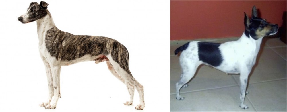 Miniature Fox Terrier vs Magyar Agar - Breed Comparison