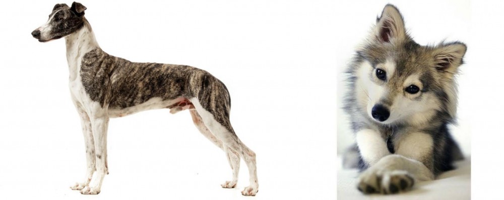 Miniature Siberian Husky vs Magyar Agar - Breed Comparison