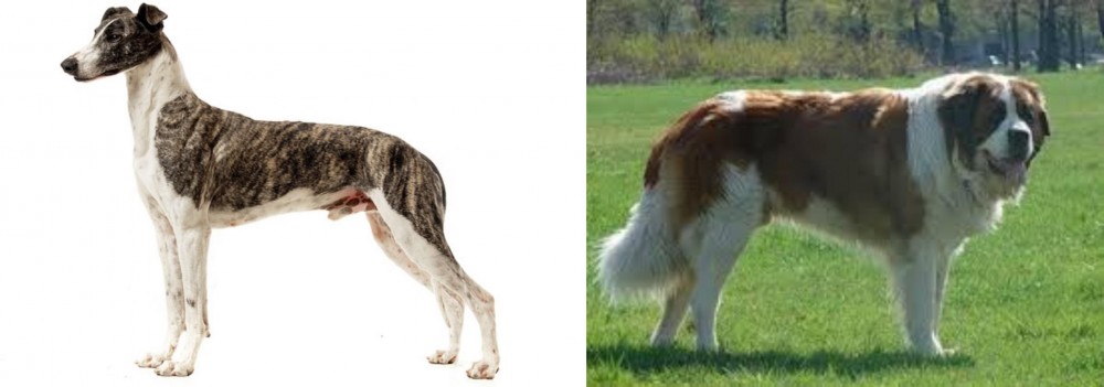 Moscow Watchdog vs Magyar Agar - Breed Comparison