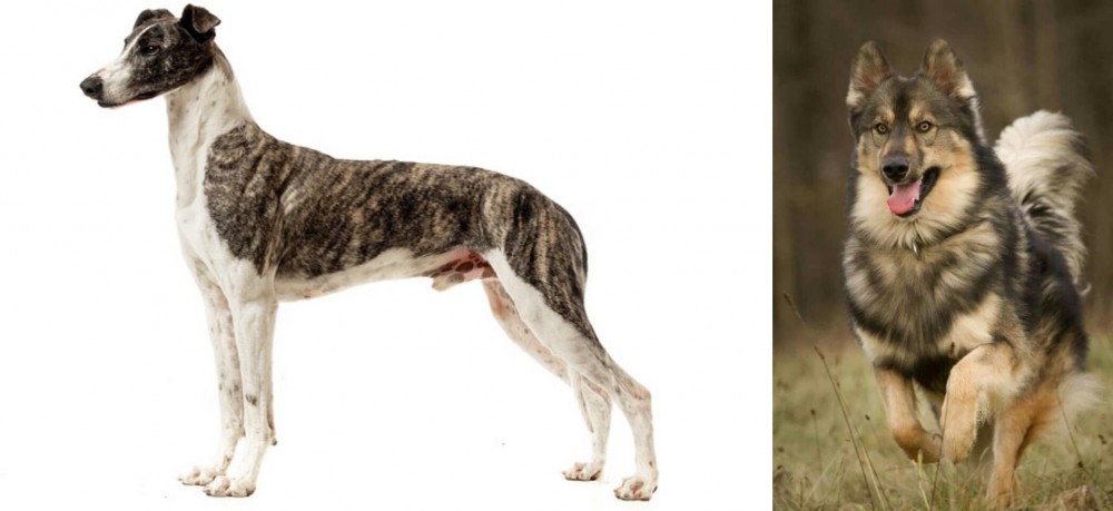 Native American Indian Dog vs Magyar Agar - Breed Comparison