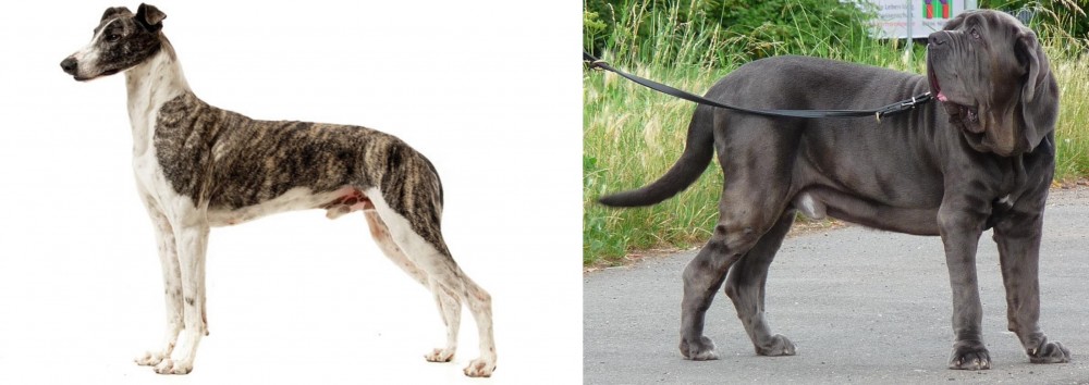 Neapolitan Mastiff vs Magyar Agar - Breed Comparison