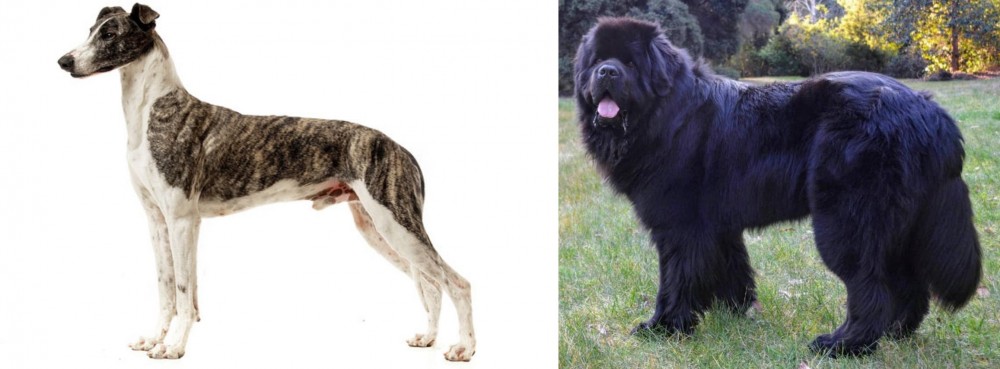 Newfoundland Dog vs Magyar Agar - Breed Comparison