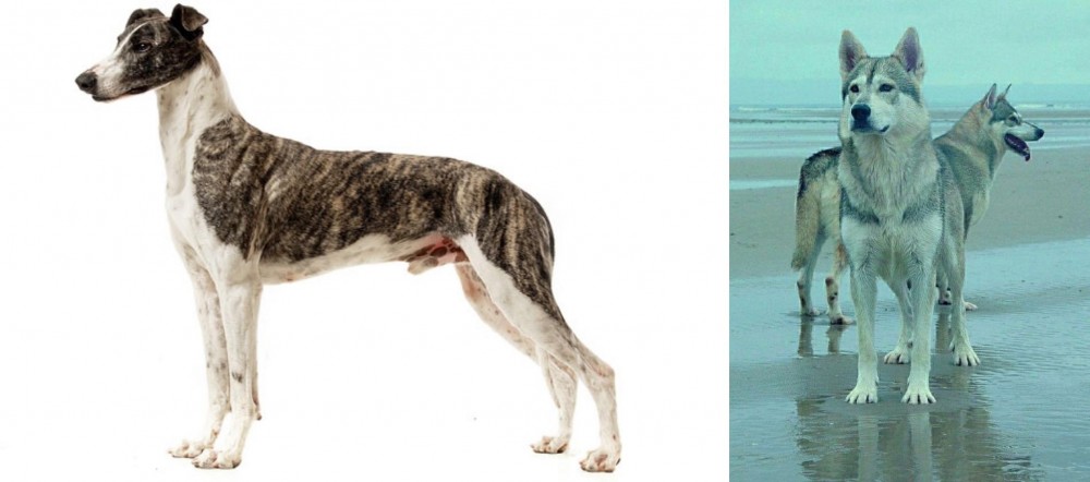 Northern Inuit Dog vs Magyar Agar - Breed Comparison