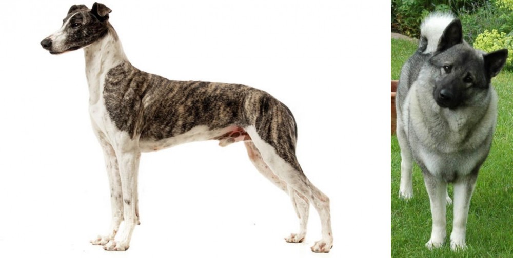 Norwegian Elkhound vs Magyar Agar - Breed Comparison