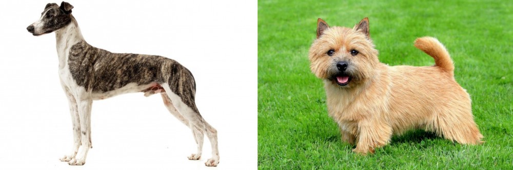 Norwich Terrier vs Magyar Agar - Breed Comparison