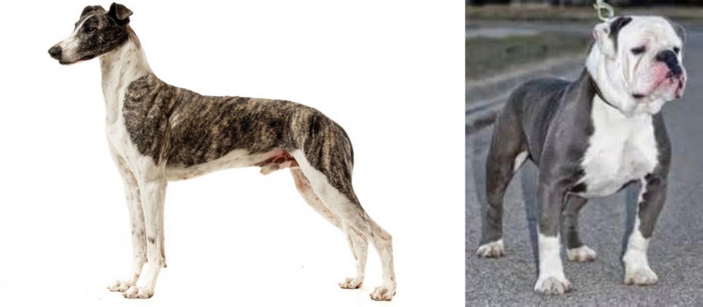 Old English Bulldog vs Magyar Agar - Breed Comparison