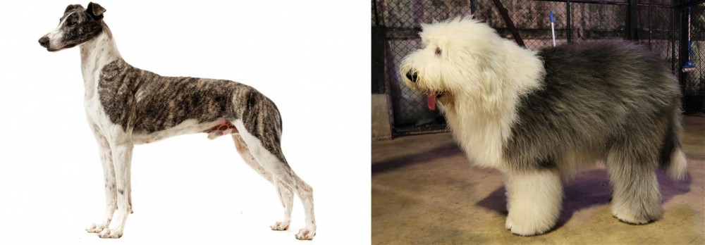 Old English Sheepdog vs Magyar Agar - Breed Comparison