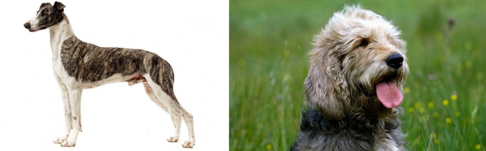 Otterhound vs Magyar Agar - Breed Comparison