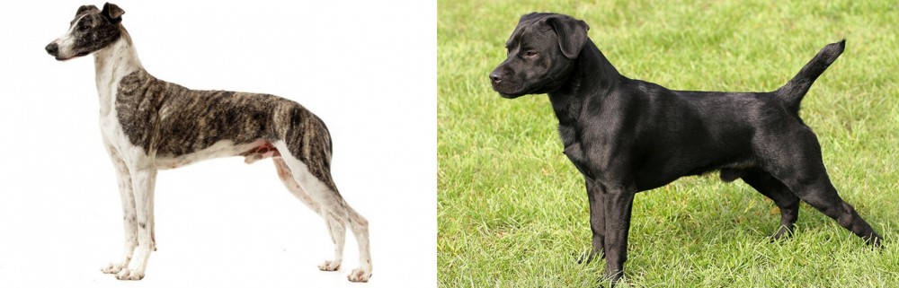 Patterdale Terrier vs Magyar Agar - Breed Comparison