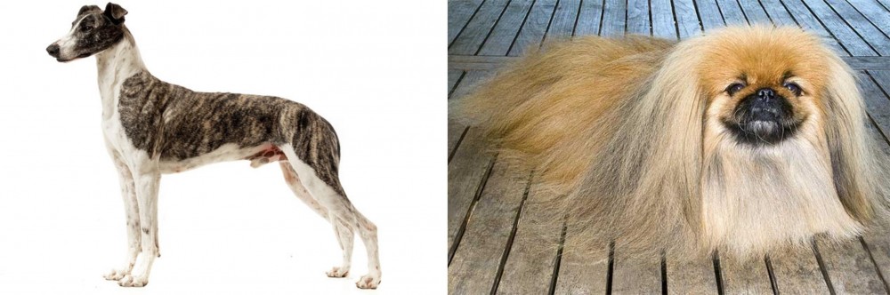 Pekingese vs Magyar Agar - Breed Comparison