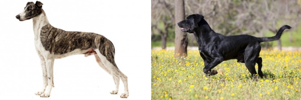 Perro de Pastor Mallorquin vs Magyar Agar - Breed Comparison