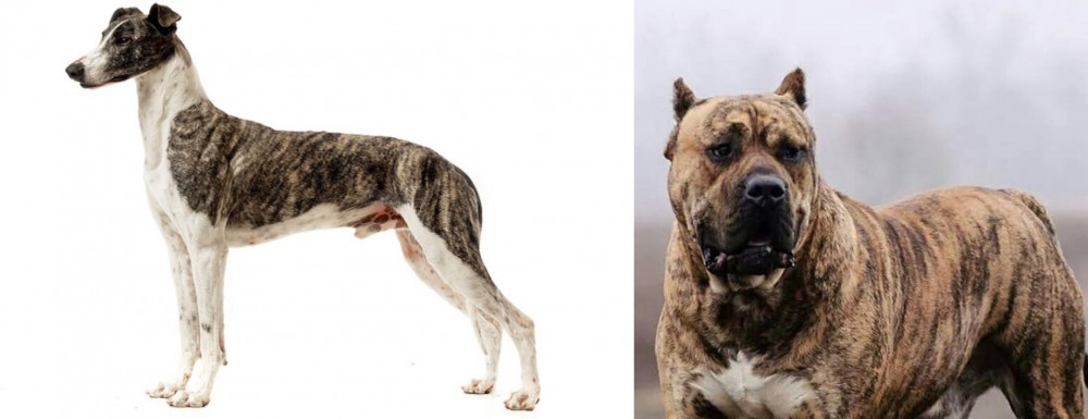 Perro de Presa Canario vs Magyar Agar - Breed Comparison