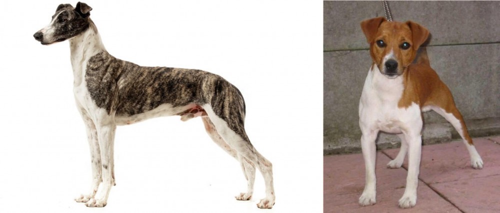Plummer Terrier vs Magyar Agar - Breed Comparison