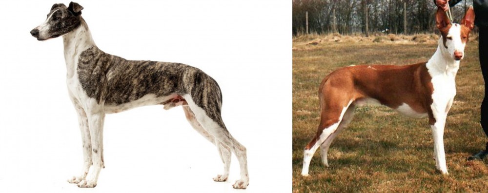 Podenco Canario vs Magyar Agar - Breed Comparison