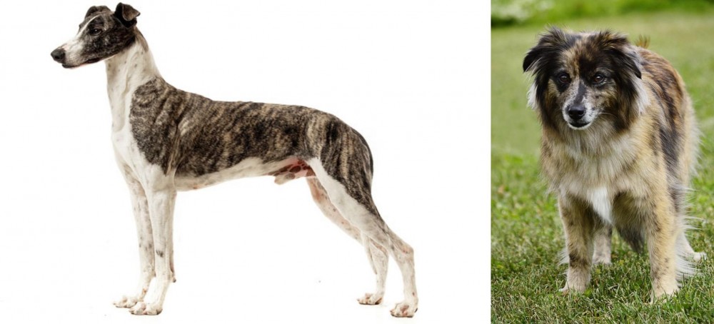 Pyrenean Shepherd vs Magyar Agar - Breed Comparison