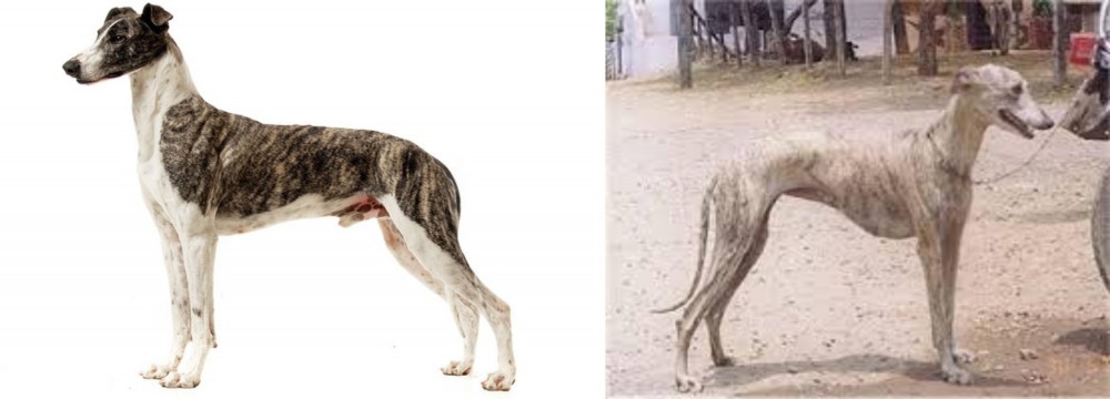 Rampur Greyhound vs Magyar Agar - Breed Comparison