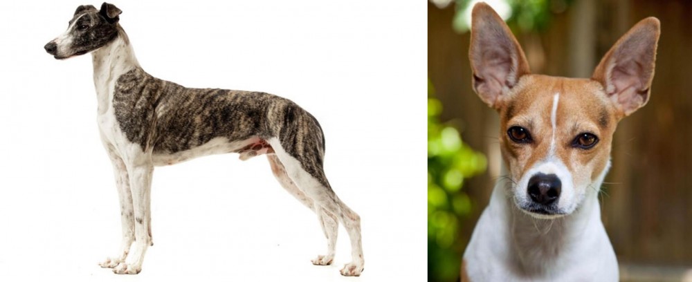 Rat Terrier vs Magyar Agar - Breed Comparison