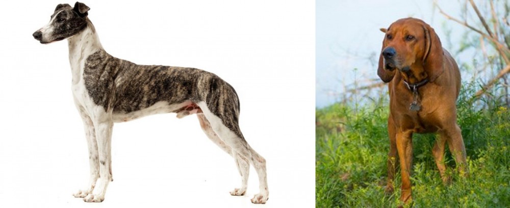 Redbone Coonhound vs Magyar Agar - Breed Comparison
