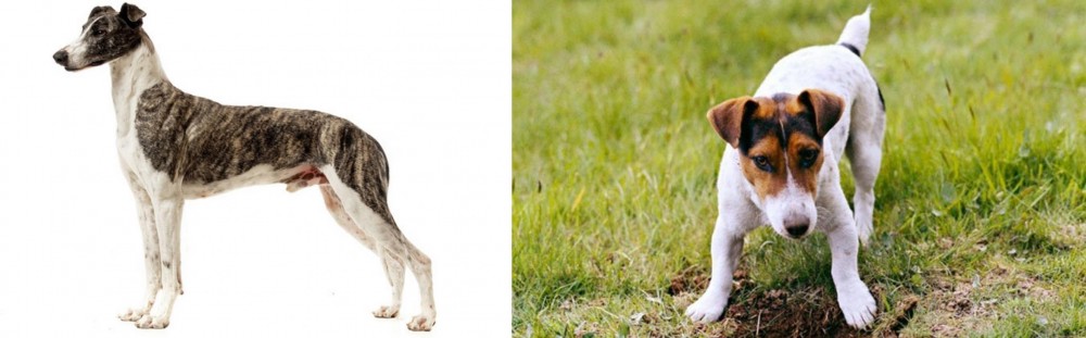 Russell Terrier vs Magyar Agar - Breed Comparison