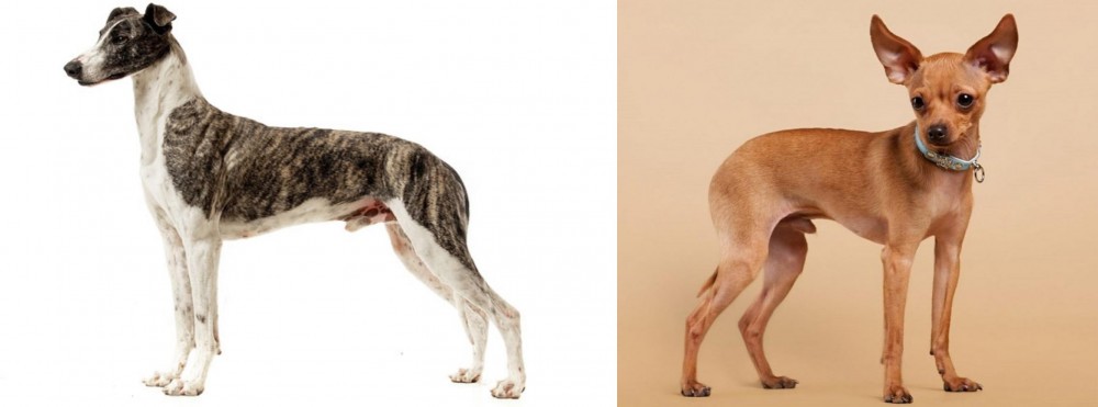 Russian Toy Terrier vs Magyar Agar - Breed Comparison