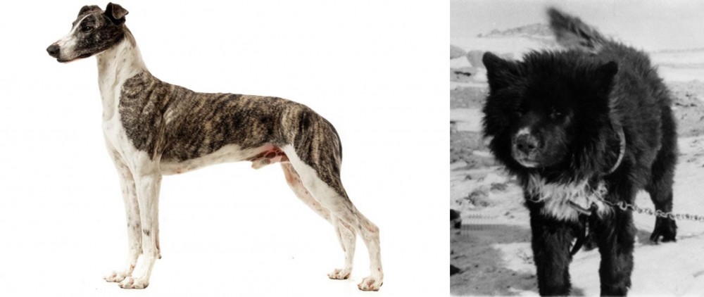 Sakhalin Husky vs Magyar Agar - Breed Comparison