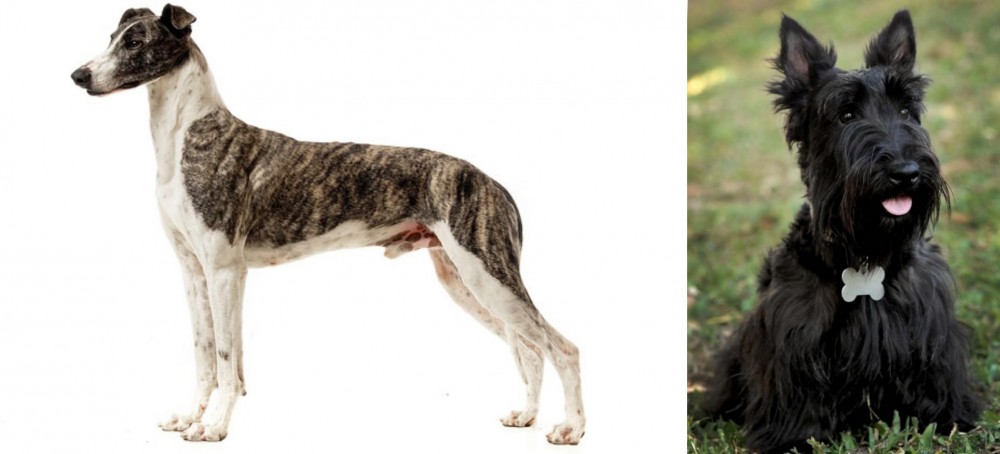 Scoland Terrier vs Magyar Agar - Breed Comparison