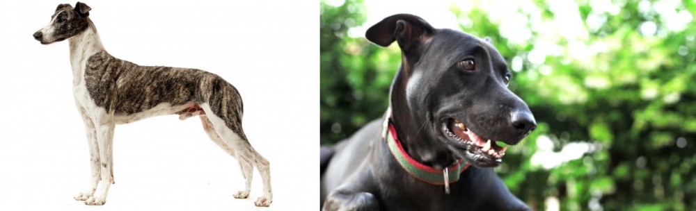 Shepard Labrador vs Magyar Agar - Breed Comparison