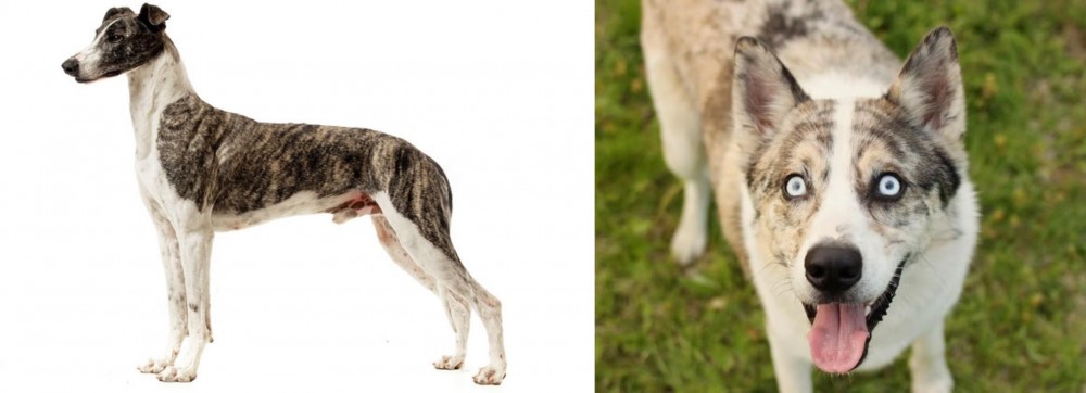 Shepherd Husky vs Magyar Agar - Breed Comparison