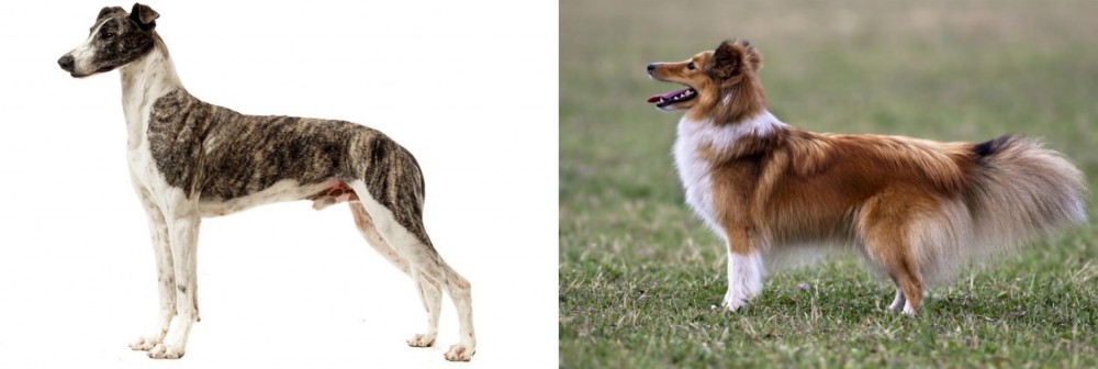 Shetland Sheepdog vs Magyar Agar - Breed Comparison