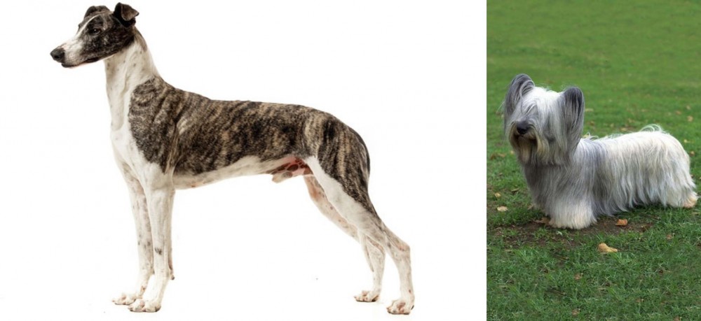 Skye Terrier vs Magyar Agar - Breed Comparison