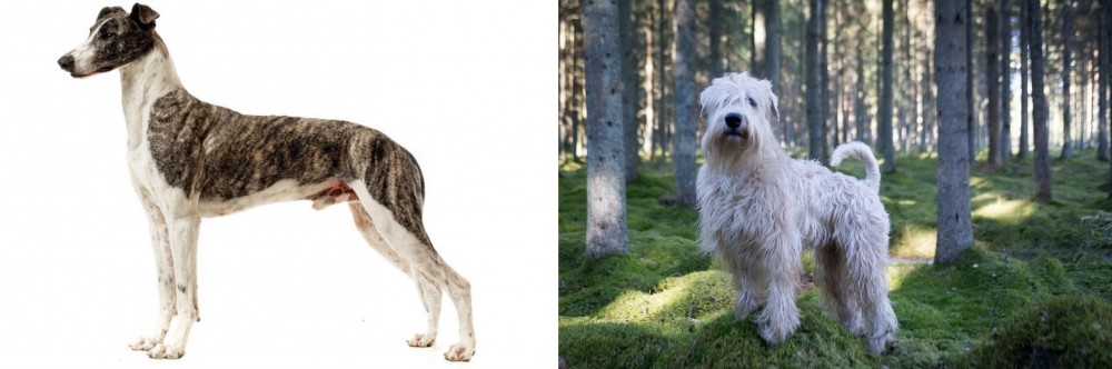 Soft-Coated Wheaten Terrier vs Magyar Agar - Breed Comparison