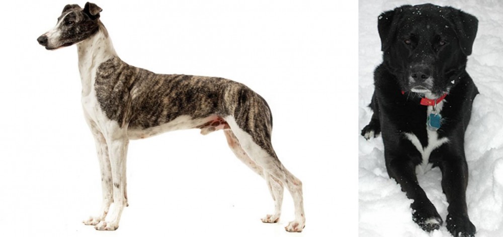 St. John's Water Dog vs Magyar Agar - Breed Comparison