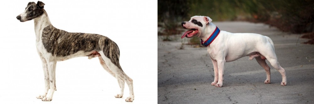 Staffordshire Bull Terrier vs Magyar Agar - Breed Comparison