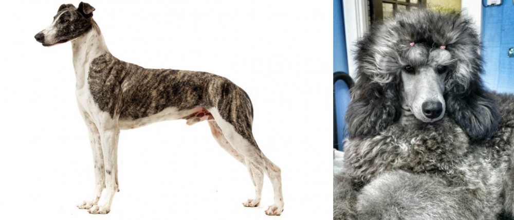 Standard Poodle vs Magyar Agar - Breed Comparison