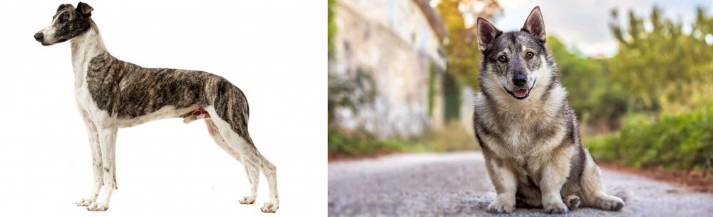 Swedish Vallhund vs Magyar Agar - Breed Comparison
