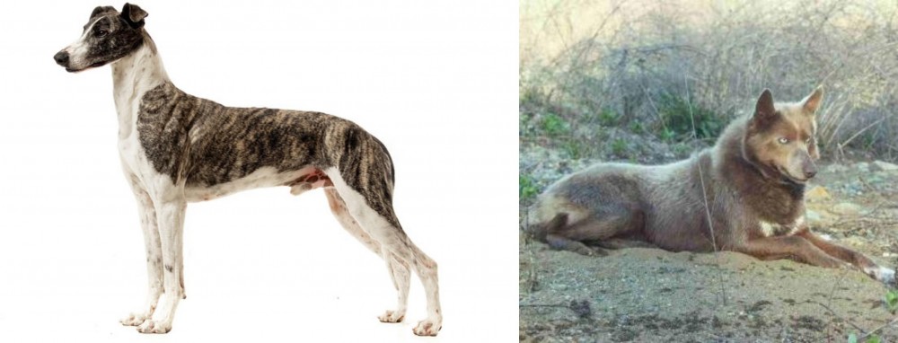 Tahltan Bear Dog vs Magyar Agar - Breed Comparison