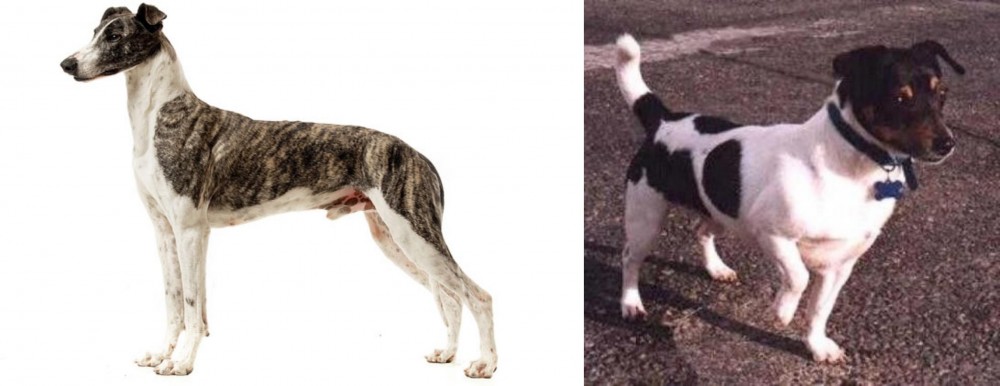 Teddy Roosevelt Terrier vs Magyar Agar - Breed Comparison
