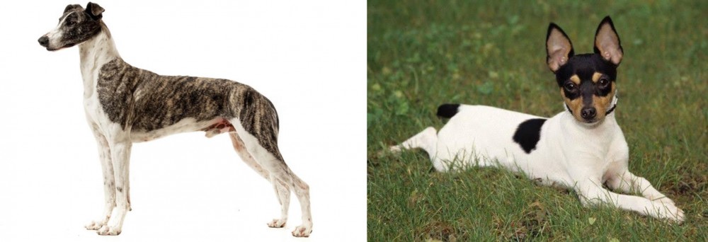 Toy Fox Terrier vs Magyar Agar - Breed Comparison