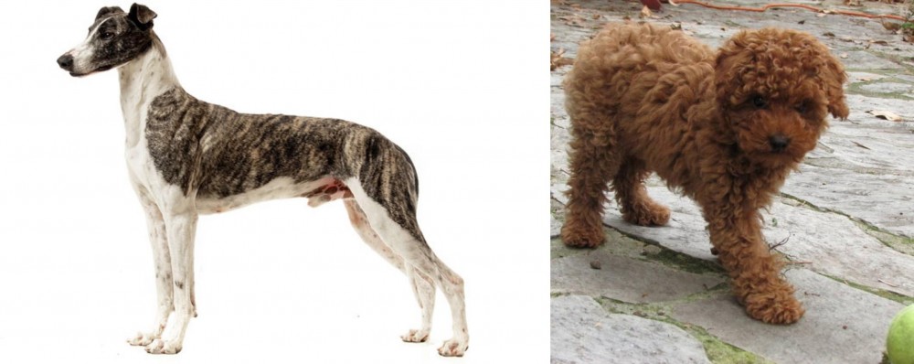 Toy Poodle vs Magyar Agar - Breed Comparison