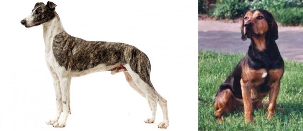 Tyrolean Hound vs Magyar Agar - Breed Comparison