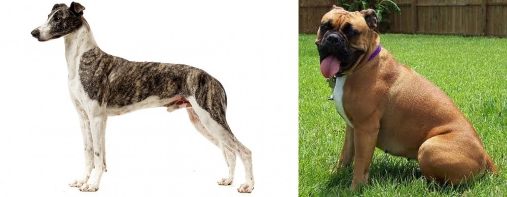 Valley Bulldog vs Magyar Agar - Breed Comparison