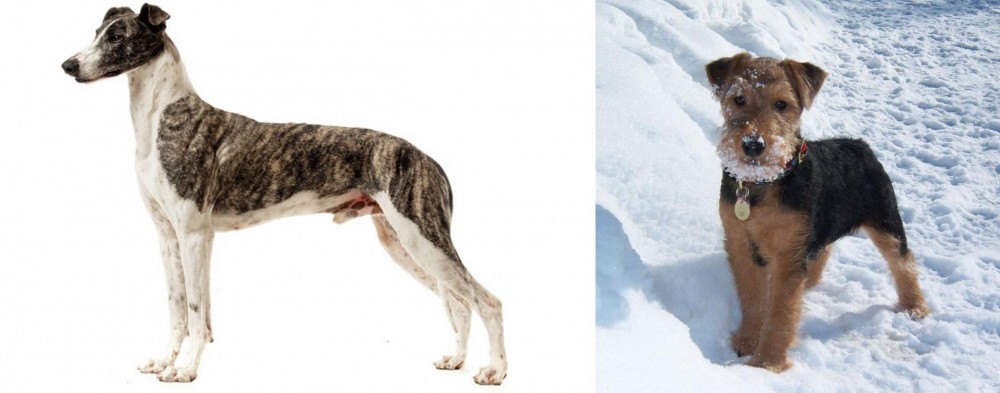 Welsh Terrier vs Magyar Agar - Breed Comparison