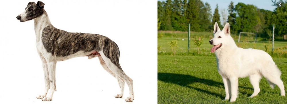 White Shepherd vs Magyar Agar - Breed Comparison