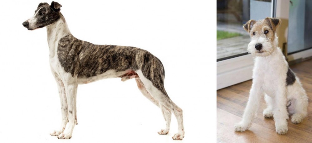 Wire Fox Terrier vs Magyar Agar - Breed Comparison