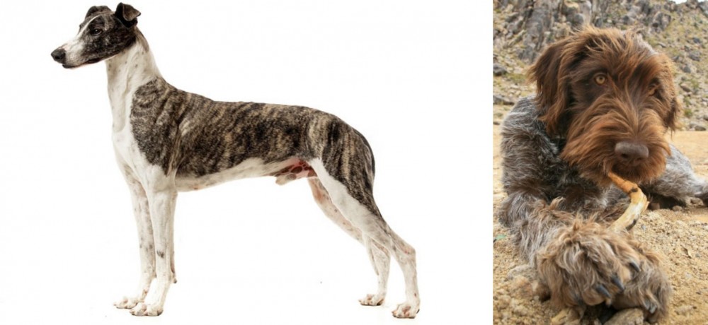 Wirehaired Pointing Griffon vs Magyar Agar - Breed Comparison